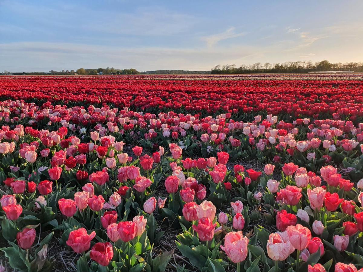 Buitenhuis Egmond Egmond aan den Hoef Exteriör bild